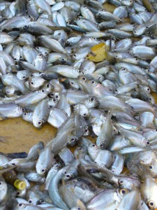 Philippines AprMay '07 271