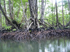 Sabang mangroves