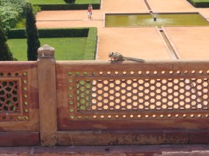 a squirrel at Humayun's Tomb