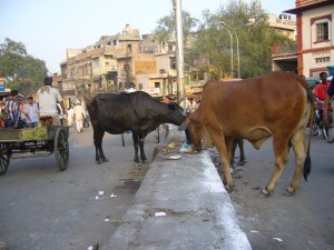India2007 053