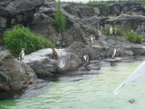 TokyoSeaLifeParkJuly07 022