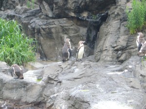 TokyoSeaLifeParkJuly07 026