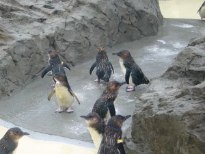 TokyoSeaLifeParkJuly07 031