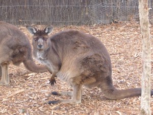 Australia Aug '07 093