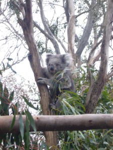 finally the koala looks in my direction!