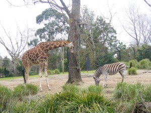 Giraffe meets Zebra