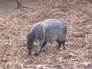 Peccaries