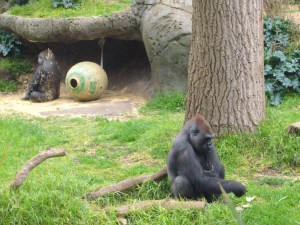 These Gorilla's must have had an argument!
