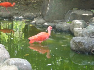 Tobu Zoo Park, July '08 027