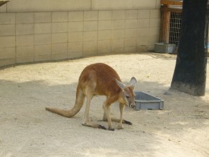 Tobu Zoo Park, July '08 034