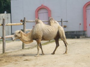 Tobu Zoo Park, July '08 047