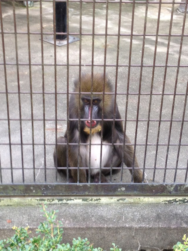 Tokyo Daytripper: Ichikawa Zoo with monkeys in their enclosure
