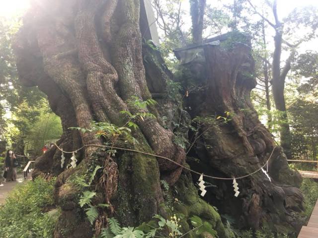 The Shrine With A Sacred Tree Which Is Over 2000 Years Old | Tokyo Fox ...