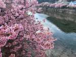 Kawazu Cherry Blossom Festival 2026&nbsp;#10