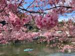 Kawazu Cherry Blossom Festival 2026&nbsp;#12