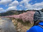 Kawazu Cherry Blossom Festival 2026&nbsp;#22
