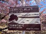 Kawazu Cherry Blossom Festival 2026&nbsp;#27