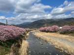 Kawazu Cherry Blossom Festival 2026&nbsp;#28