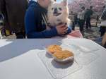 Kawazu Cherry Blossom Festival 2026&nbsp;#31