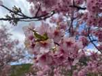 Kawazu Cherry Blossom Festival 2026&nbsp;#36